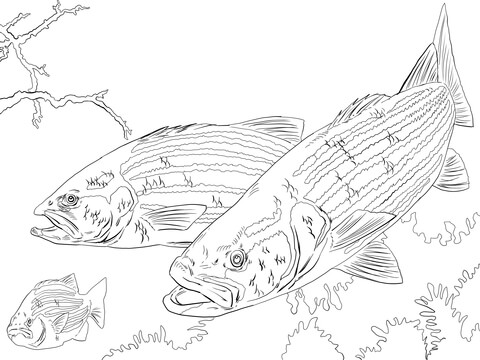 Striped Bass Coloring Page